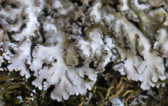 Physconia enteroxantha