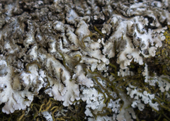 Physconia enteroxantha