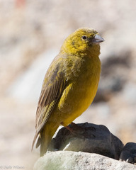 Monte Yellow-Finch photo 1