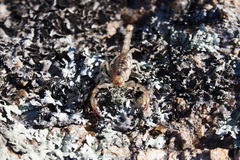 Urophonius achalensis