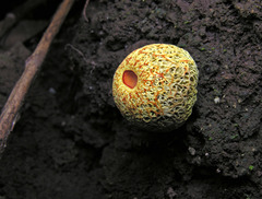 Gymnogaster boletoides