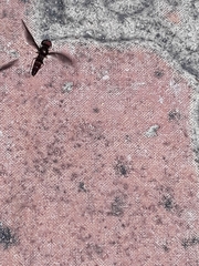 Ocyptamus dimidiatus