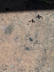 Ocyptamus dimidiatus