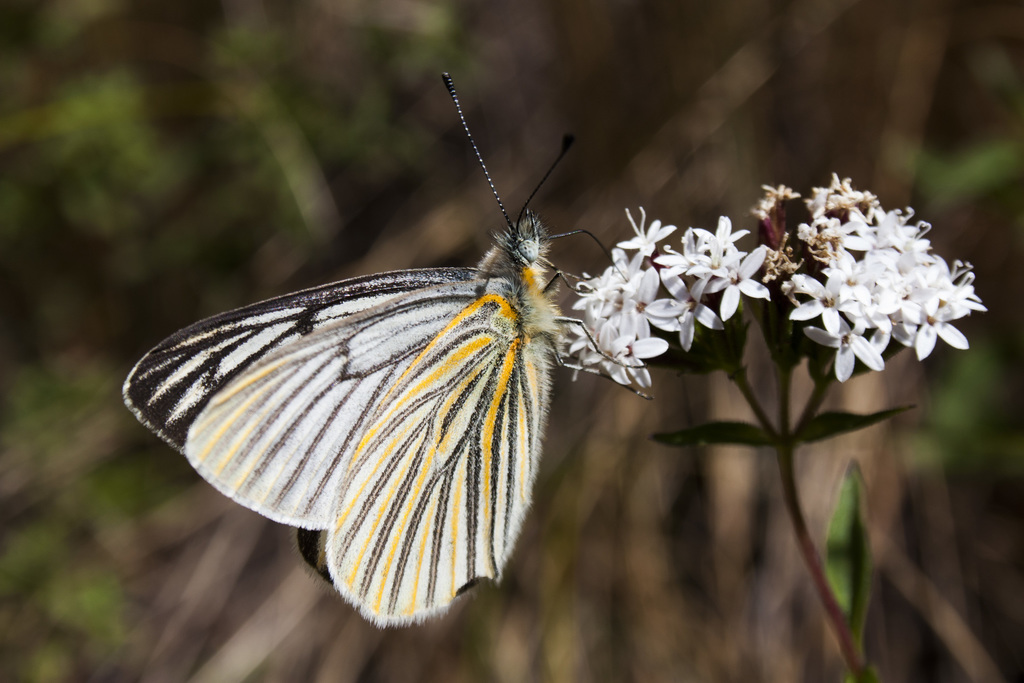 Phulia stigmadice