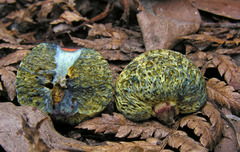 Gymnogaster boletoides