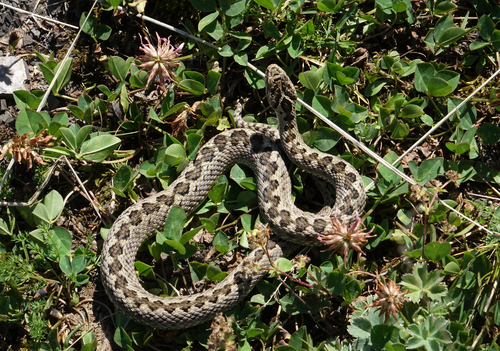 Lotiev's Viper