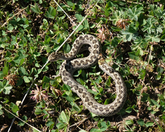 Lotiev's Viper photo 1
