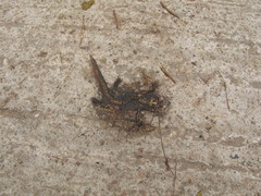 Paramesotriton hongkongensis