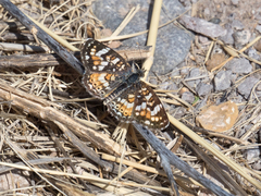 Phyciodes picta