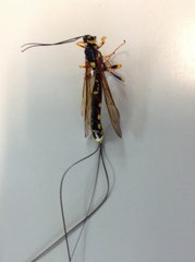 Megarhyssa nortoni