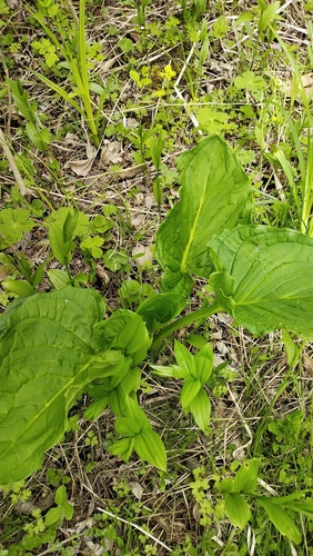 Japanese Skunk Cabbage (Symplocarpus renifolius)