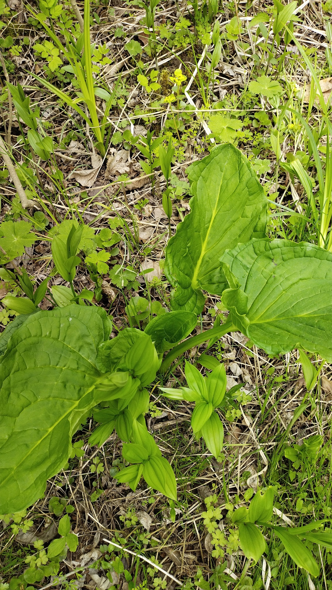 Asian Skunk Cabbage (Symplocarpus renifolius)
