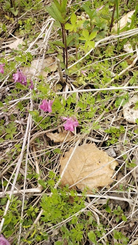 Corydalis buschii, photograph 1