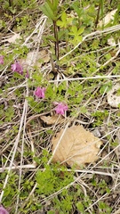 Corydalis buschii, photograph Andrew Bazdyrev, CC BY, iNaturalist via GBIF