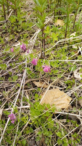Corydalis buschii, photograph 2