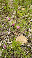 Corydalis buschii, photograph Andrew Bazdyrev, CC BY, iNaturalist via GBIF