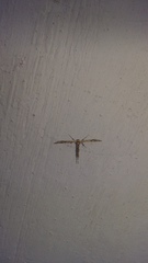 Anstenoptilia marmarodactyla