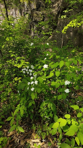 Germander meadowsweet (Spiraea chamaedryfolia)