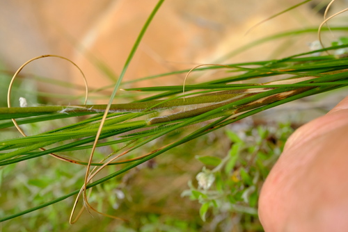 Pentameris swartbergensis