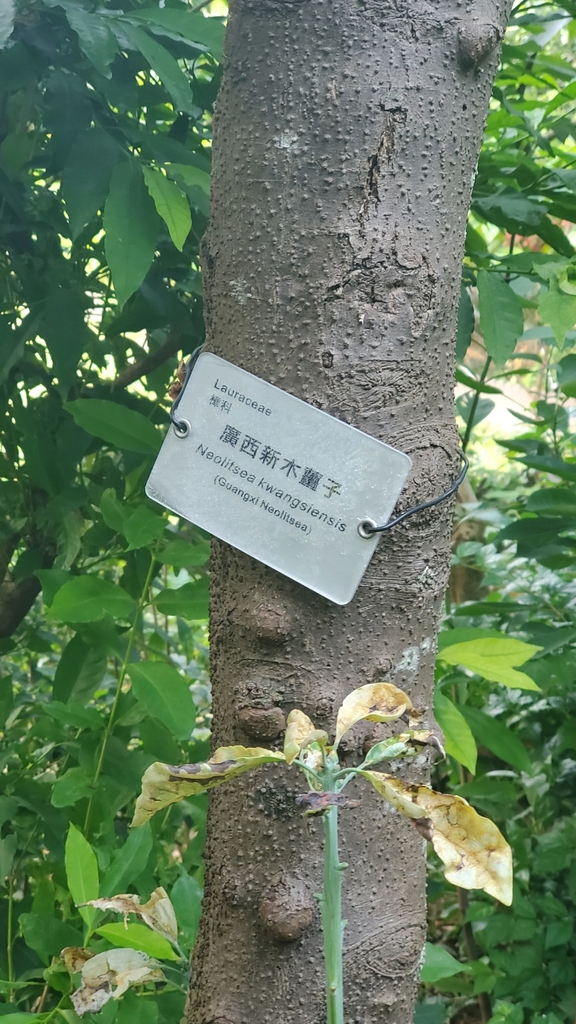 Neolitsea kwangsiensis