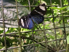 Hypocrita fenestraria