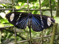 Hypocrita fenestraria