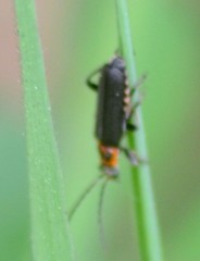 Cyrtomoptera divisa