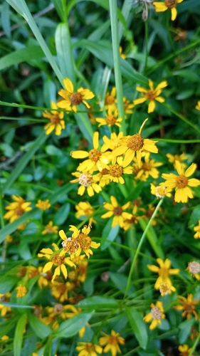 Image of Acmella decumbens by (c) Agustina Collazo, some rights reserved (CC BY)