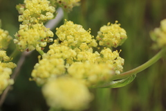 Lomatium caruifolium