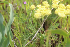 Lomatium caruifolium