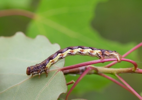 Erannis defoliaria