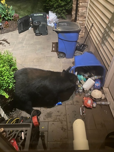 American Black Bear photographed in New Jersey