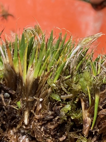 Distichia filamentosa (Distichia filamentosa)