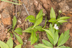 Pseudostellaria europaea