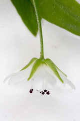 Pseudostellaria europaea