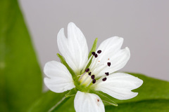 Pseudostellaria europaea