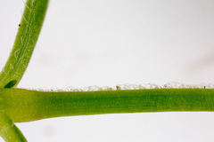 Pseudostellaria europaea