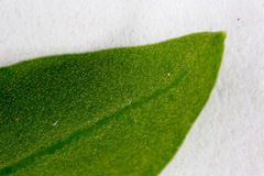 Pseudostellaria europaea