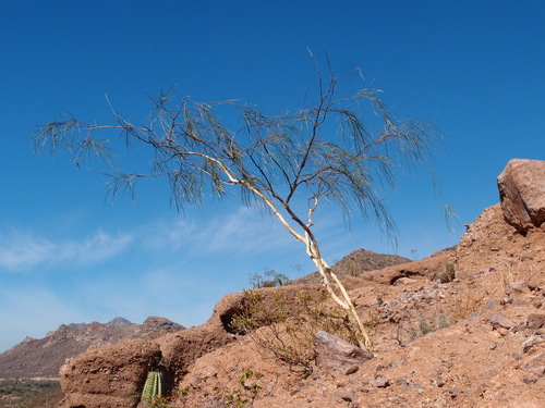 Image of Mariosousa heterophylla by (c) Sue Carnahan, some rights reserved (CC BY)