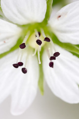 Pseudostellaria europaea