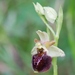 Ophrys × obscura - Photo (c) Thierry Arbault, μερικά δικαιώματα διατηρούνται (CC BY), uploaded by Thierry Arbault