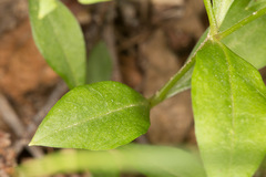 Pseudostellaria europaea