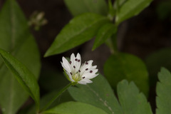 Pseudostellaria europaea
