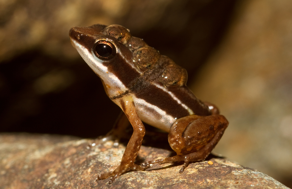 Rainforest Rocket Frog (Silverstoneia flotator)