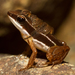 Rainforest Rocket Frog - Photo (c) Brian Gratwicke, some rights reserved (CC BY)