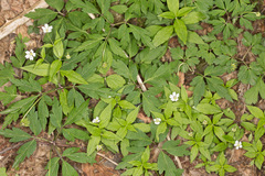 Pseudostellaria europaea