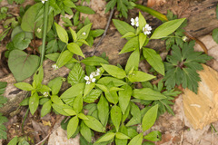 Pseudostellaria europaea