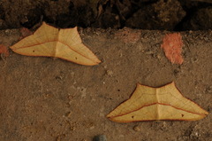 Timandra convectaria