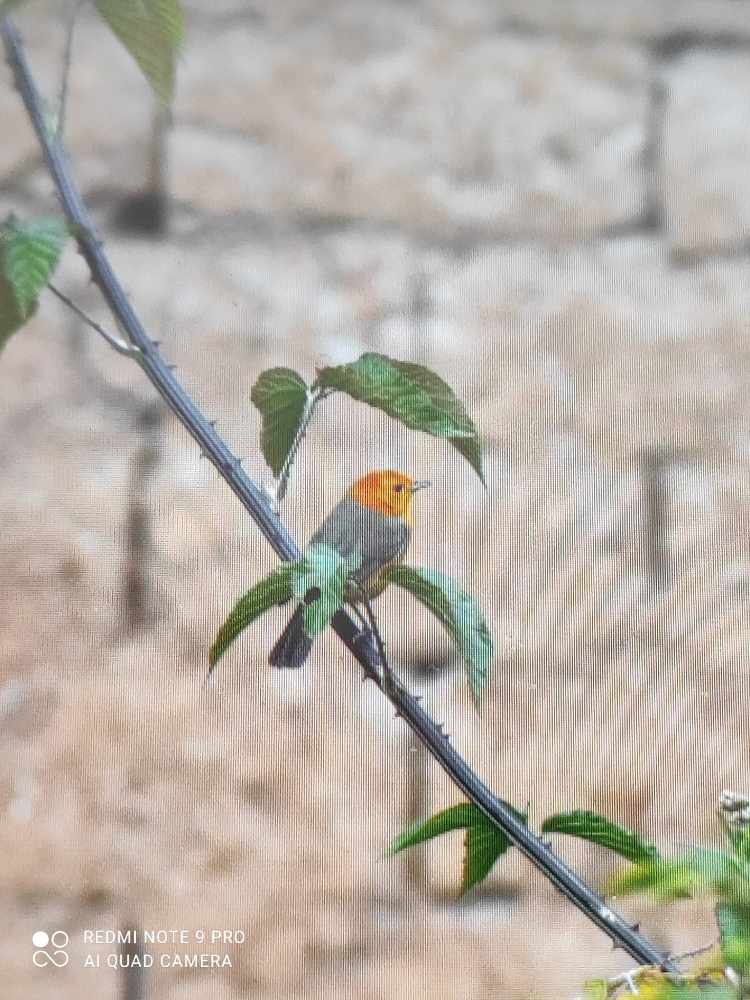 Rufous-chested Tanager illustration
