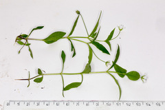 Pseudostellaria europaea